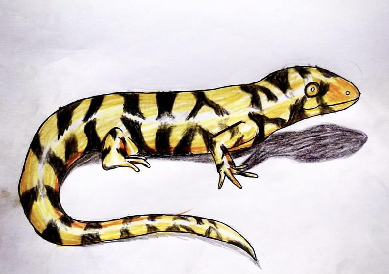 Yellow tiger salamander with dark markings.