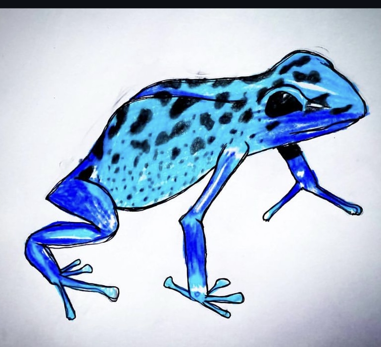 A blue poison dart frog with little black spots.