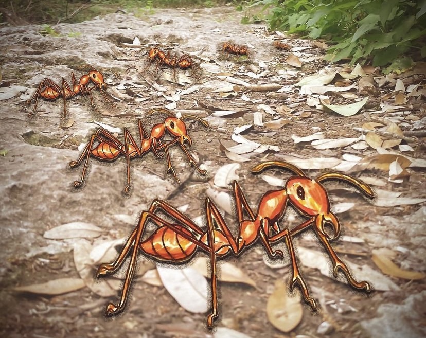 Fire ants walking along a path in a forest.